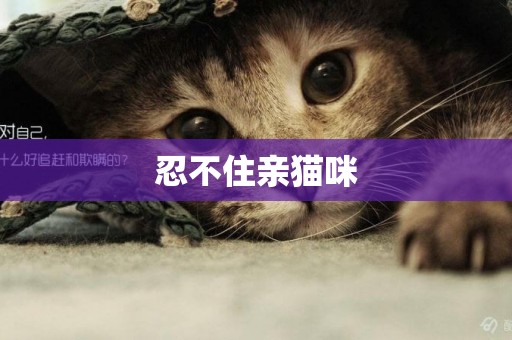 忍不住親貓咪