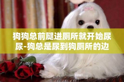 狗狗總前腿進廁所就開始尿尿-狗總是尿到狗廁所的邊緣