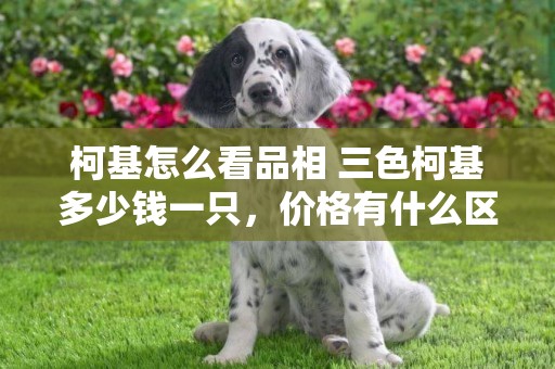 柯基怎么看品相 三色柯基多少錢一只，價格有什么區別？ 