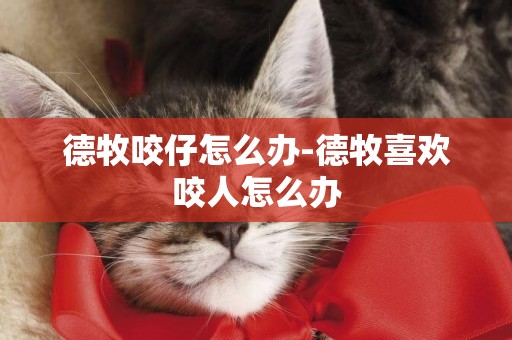 德牧咬仔怎么辦-德牧喜歡咬人怎么辦