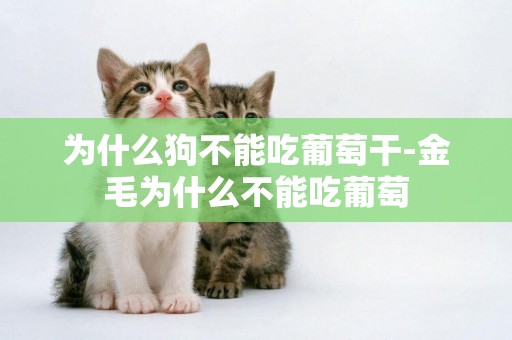 為什么狗不能吃葡萄干-金毛為什么不能吃葡萄
