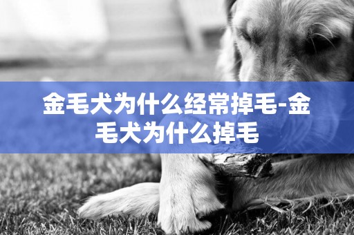 金毛犬為什么經常掉毛-金毛犬為什么掉毛