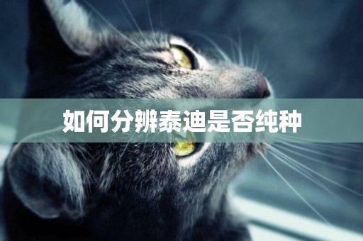 如何分辨泰迪是否純種