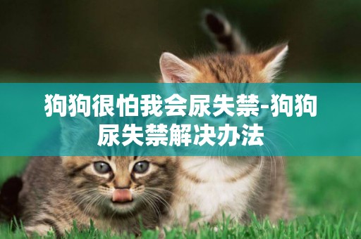 狗狗很怕我會尿失禁-狗狗尿失禁解決辦法