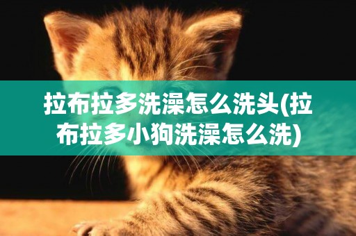 拉布拉多洗澡怎么洗頭(拉布拉多小狗洗澡怎么洗)