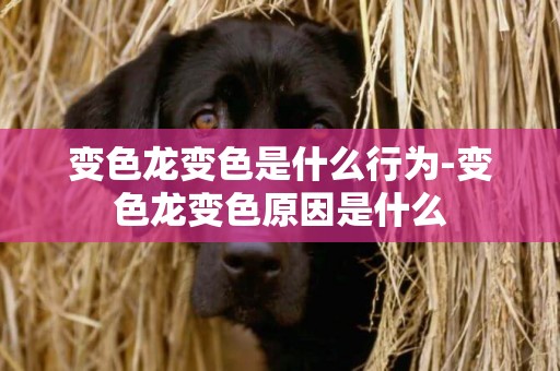 變色龍變色是什么行為-變色龍變色原因是什么