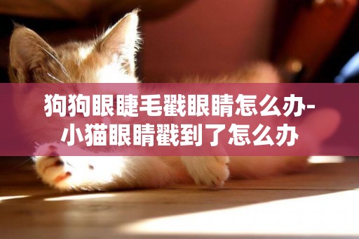 狗狗眼睫毛戳眼睛怎么辦-小貓眼睛戳到了怎么辦