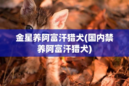 金星養阿富汗獵犬(國內禁養阿富汗獵犬)
