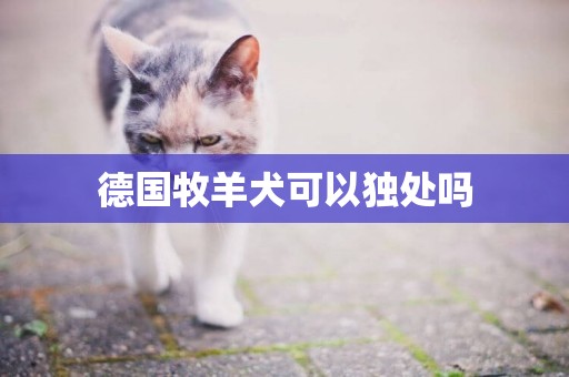 德國牧羊犬可以獨處嗎