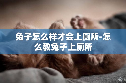 兔子怎么樣才會上廁所-怎么教兔子上廁所