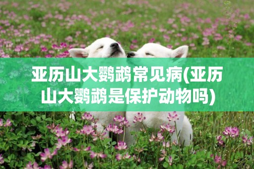 亞歷山大鸚鵡常見病(亞歷山大鸚鵡是保護動物嗎)