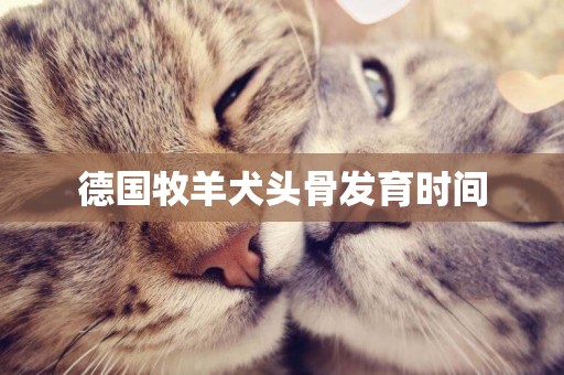 德國牧羊犬頭骨發育時間
