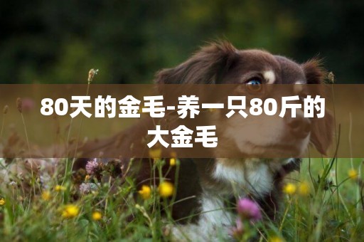 80天的金毛-養一只80斤的大金毛