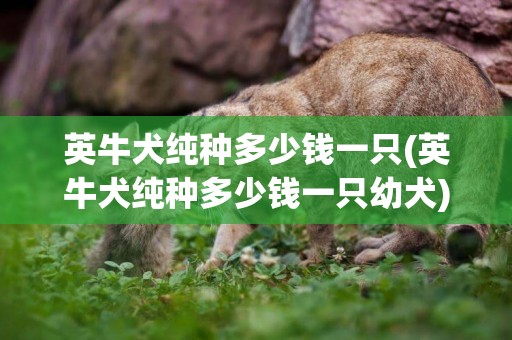 英牛犬純種多少錢一只(英牛犬純種多少錢一只幼犬)