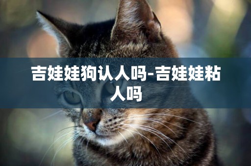 吉娃娃狗認人嗎-吉娃娃粘人嗎