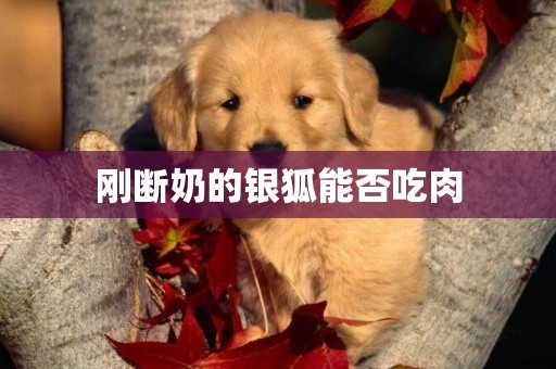 剛斷奶的銀狐能否吃肉