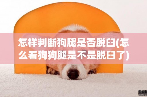怎樣判斷狗腿是否脫臼(怎么看狗狗腿是不是脫臼了)