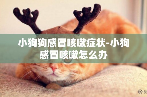 小狗狗感冒咳嗽癥狀-小狗感冒咳嗽怎么辦