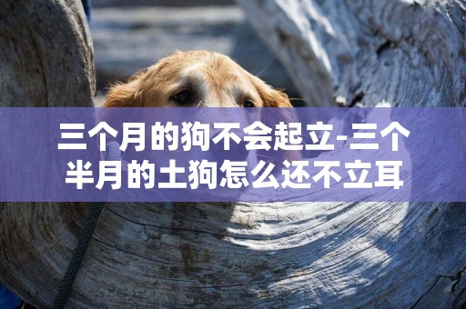 三個月的狗不會起立-三個半月的土狗怎么還不立耳