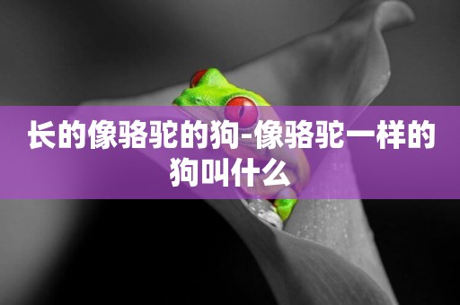長的像駱駝的狗-像駱駝一樣的狗叫什么