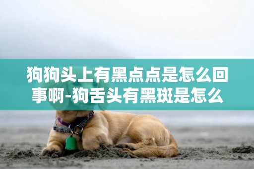 狗狗頭上有黑點點是怎么回事啊-狗舌頭有黑斑是怎么回事
