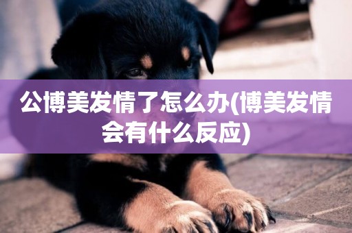 公博美發情了怎么辦(博美發情會有什么反應)