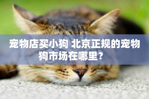 寵物店買小狗 北京正規的寵物狗市場在哪里？ 