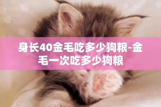 身長40金毛吃多少狗糧-金毛一次吃多少狗糧