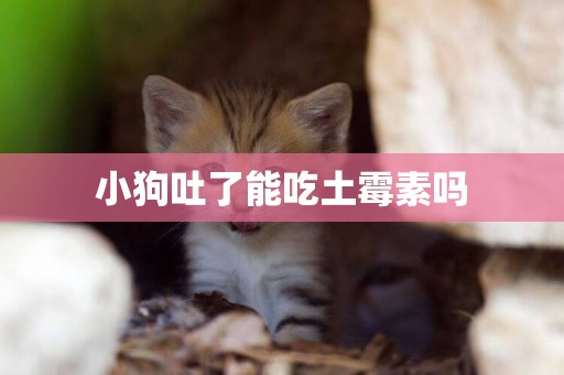 小狗吐了能吃土霉素嗎