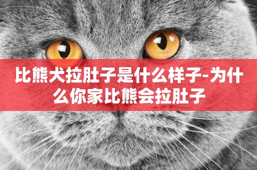 比熊犬拉肚子是什么樣子-為什么你家比熊會拉肚子