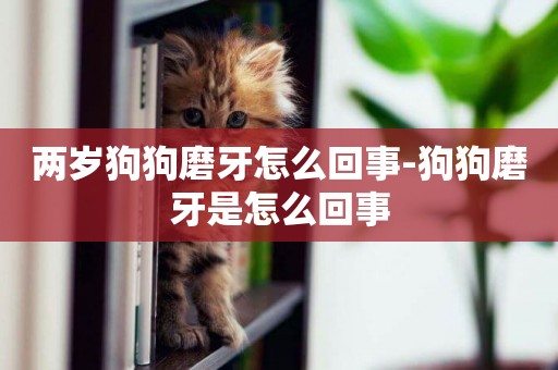 兩歲狗狗磨牙怎么回事-狗狗磨牙是怎么回事
