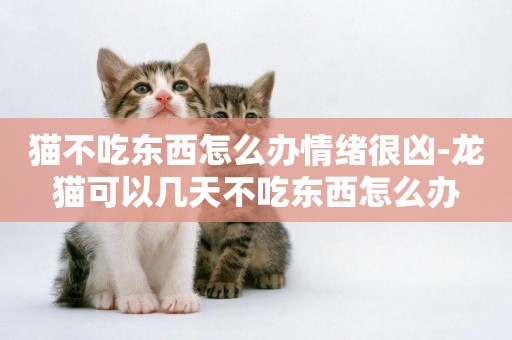 貓不吃東西怎么辦情緒很兇-龍貓可以幾天不吃東西怎么辦