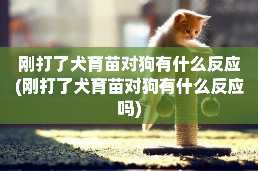 剛打了犬育苗對狗有什么反應(剛打了犬育苗對狗有什么反應嗎)