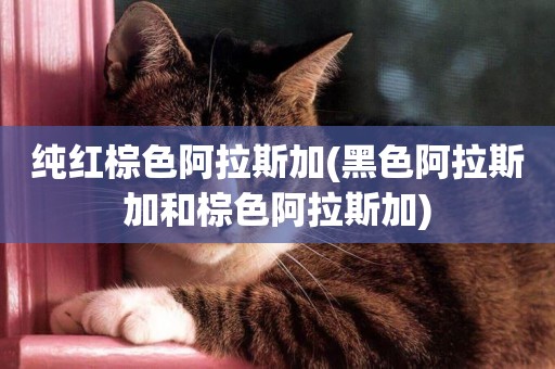 純紅棕色阿拉斯加(黑色阿拉斯加和棕色阿拉斯加)