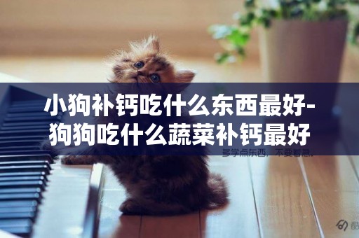 小狗補鈣吃什么東西最好-狗狗吃什么蔬菜補鈣最好