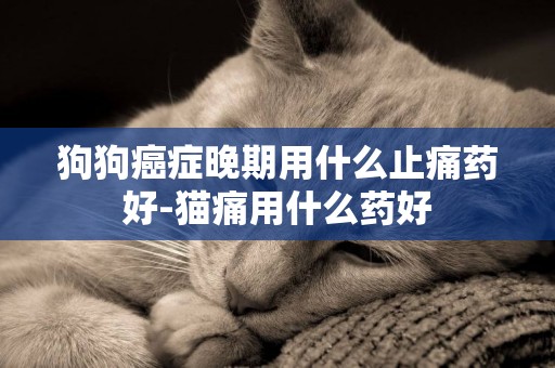 狗狗癌癥晚期用什么止痛藥好-貓痛用什么藥好