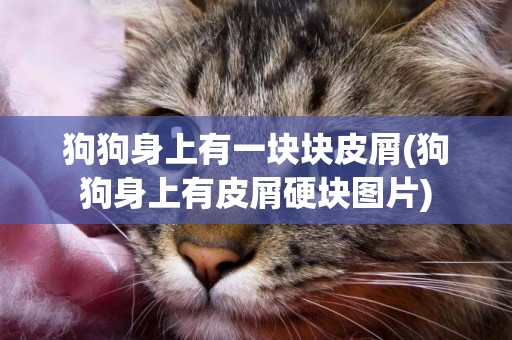 狗狗身上有一塊塊皮屑(狗狗身上有皮屑硬塊圖片)