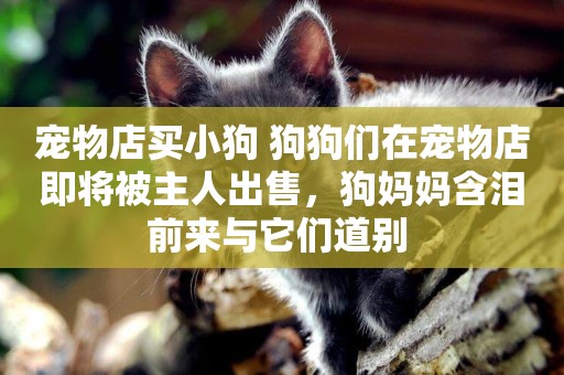 寵物店買小狗 狗狗們在寵物店即將被主人出售，狗媽媽含淚前來與它們道別 