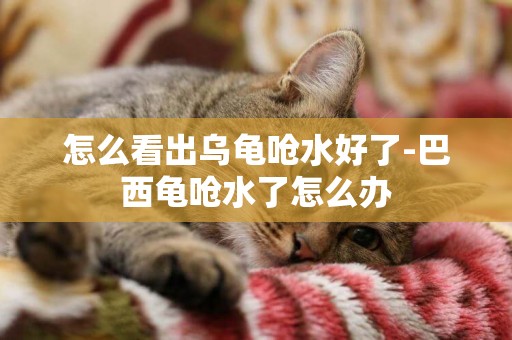 怎么看出烏龜嗆水好了-巴西龜嗆水了怎么辦
