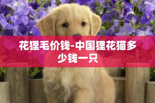 花貍毛價錢-中國貍花貓多少錢一只