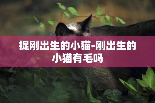 捉剛出生的小貓-剛出生的小貓有毛嗎