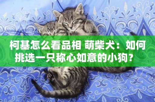 柯基怎么看品相 萌柴犬：如何挑選一只稱心如意的小狗？ 
