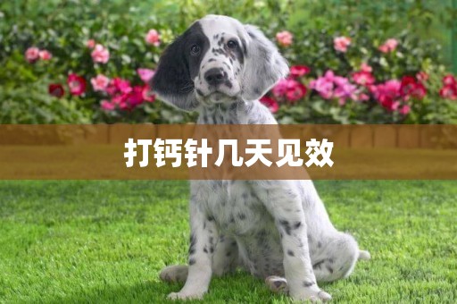 打鈣針幾天見效