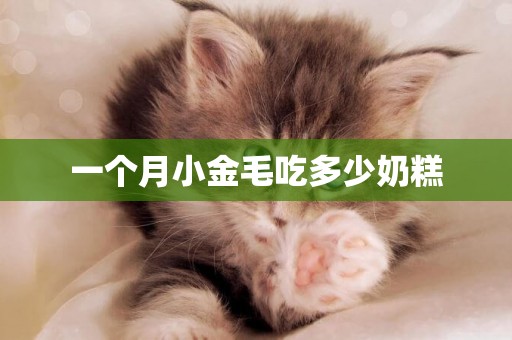 一個月小金毛吃多少奶糕