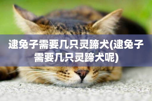 逮兔子需要幾只靈蹄犬(逮兔子需要幾只靈蹄犬呢)