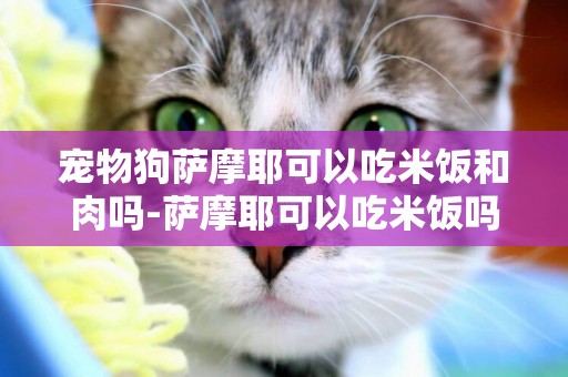 寵物狗薩摩耶可以吃米飯和肉嗎-薩摩耶可以吃米飯嗎