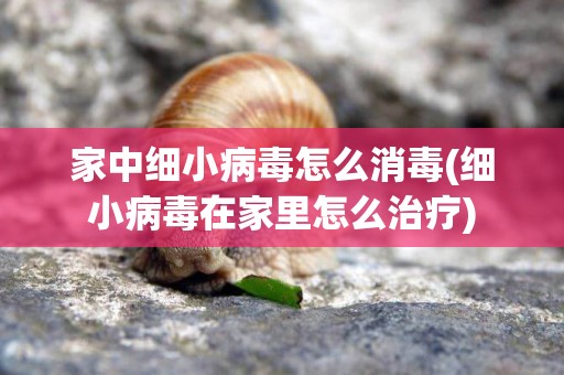 家中細小病毒怎么消毒(細小病毒在家里怎么治療)
