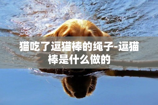貓吃了逗貓棒的繩子-逗貓棒是什么做的