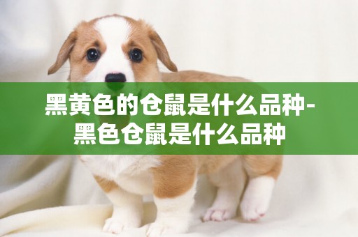 黑黃色的倉鼠是什么品種-黑色倉鼠是什么品種