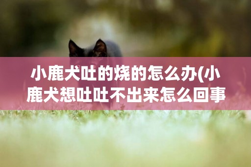 小鹿犬吐的燒的怎么辦(小鹿犬想吐吐不出來怎么回事)